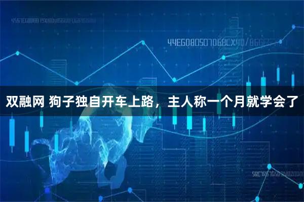 双融网 狗子独自开车上路，主人称一个月就学会了